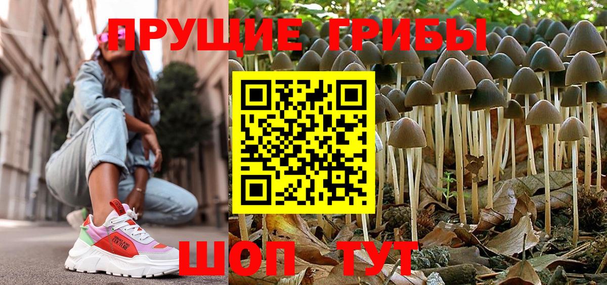 Новозыбков  Галлюциногенные грибы Psilocybine cubensis  Вход с VPN 
